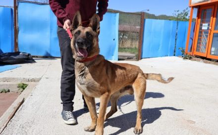 Sportlicher, anhänglicher Malinois Mix Domingo sucht Zuhause