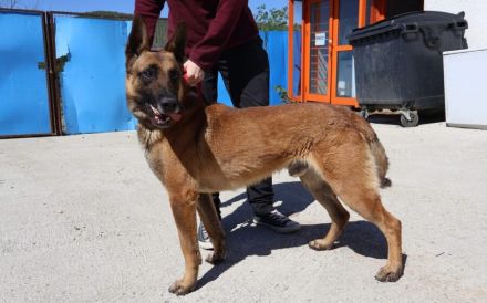 Sportlicher, anhänglicher Malinois Mix Domingo sucht Zuhause
