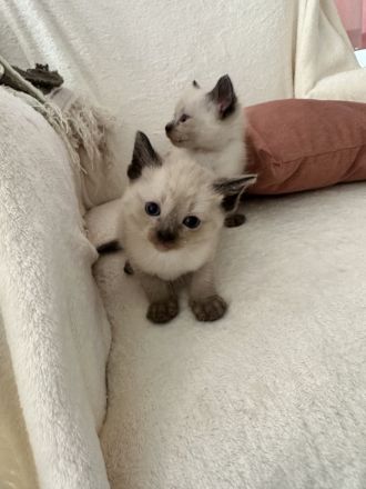 Siam Kitten