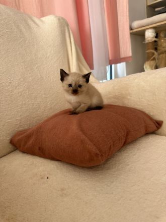 Siam Kitten