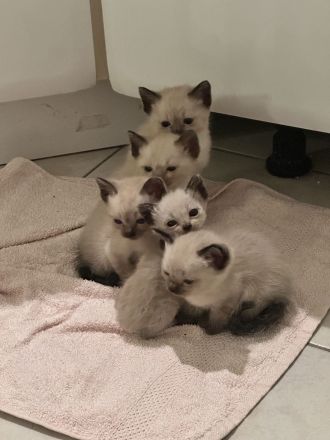 Siam Kitten