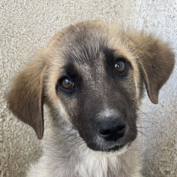 Yunos, geb. ca. 03/2026, lebt in GRIECHENLAND, im städt. Tierheim Serres
