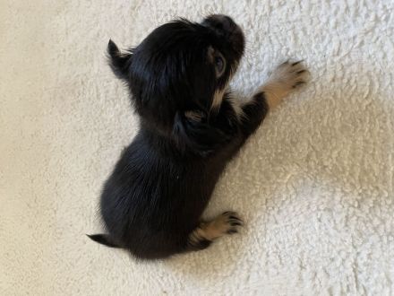 Chihuahua Welpen