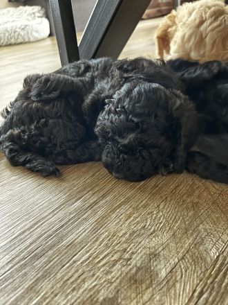 Bolonka Zwetna Toy-Pudel Welpen suchen neues Zuhause