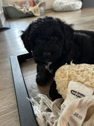 Bolonka Zwetna Toy-Pudel Welpen suchen neues Zuhause