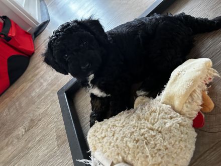 Bolonka Zwetna Toy-Pudel Welpen suchen neues Zuhause