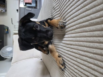 Australian Cattle Dog Mischlingshündin + Welpenerstausstattung