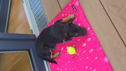 Australian Cattle Dog Mischlingshündin + Welpenerstausstattung