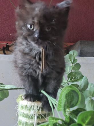 Mainecoon Kätzchen Kitten Katzenbabys