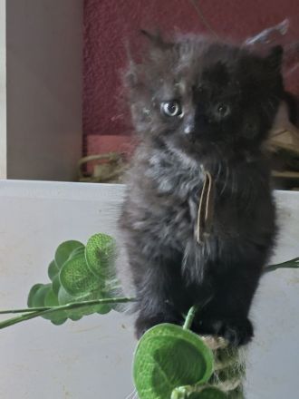 Mainecoon Kätzchen Kitten Katzenbabys