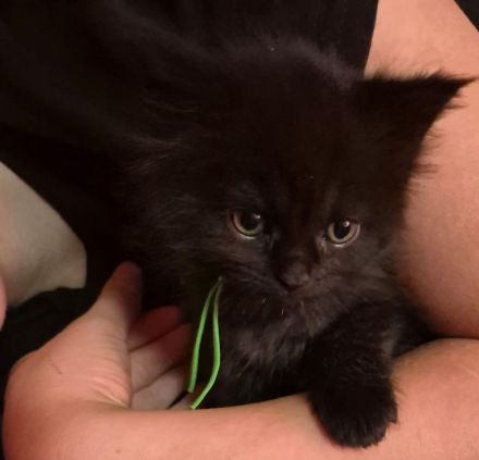 Mainecoon Kätzchen Kitten Katzenbabys