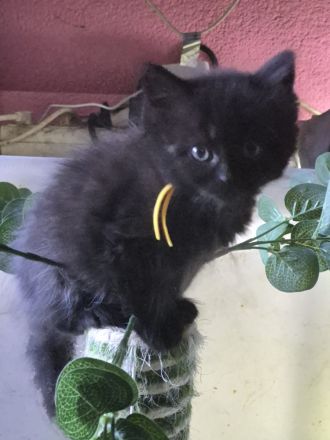 Mainecoon Kätzchen Kitten Katzenbabys