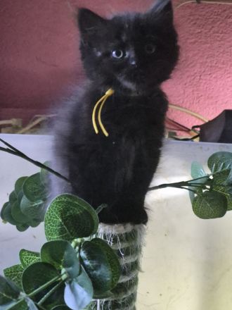 Mainecoon Kätzchen Kitten Katzenbabys