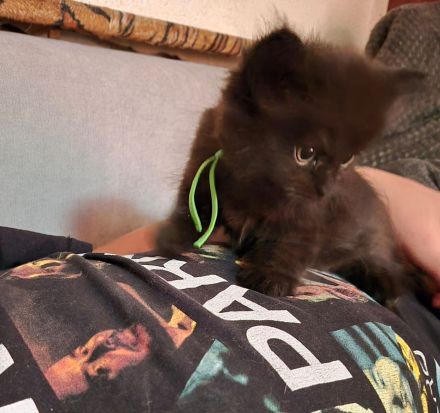 Mainecoon Kätzchen Kitten Katzenbabys