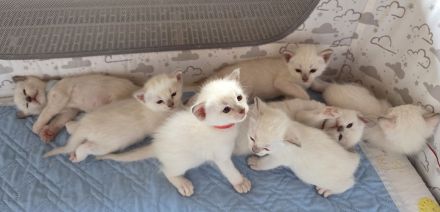 Thaikitten/Siamkitten Lilac und Chocolate Point
