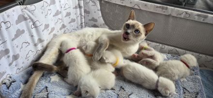 Thaikitten/Siamkitten Lilac und Chocolate Point