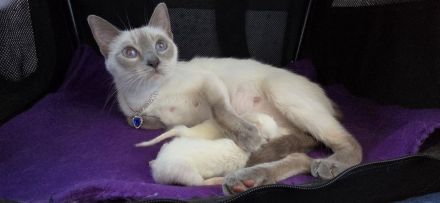Thaikitten/Siamkitten Lilac und Chocolate Point