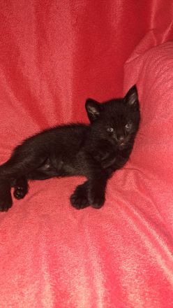 🐱 Süße Katzenbabys suchen ein liebevolles Zuhause