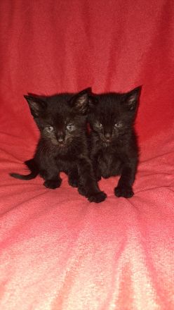 🐱 Süße Katzenbabys suchen ein liebevolles Zuhause