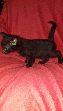 🐱 Süße Katzenbabys suchen ein liebevolles Zuhause
