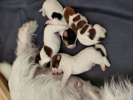 Jack Russel Terrier