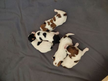 Jack Russel Terrier