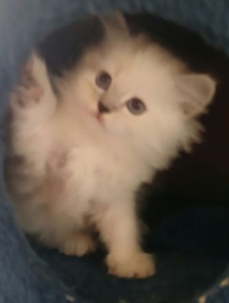 Kitten - Babykatzen Birma