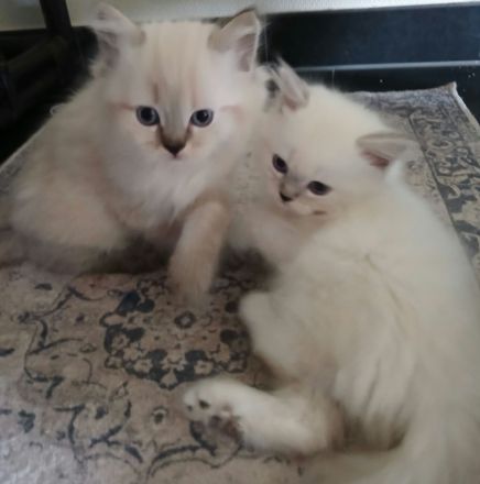 Kitten - Babykatzen Birma