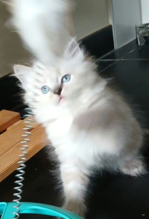 Kitten - Babykatzen Birma
