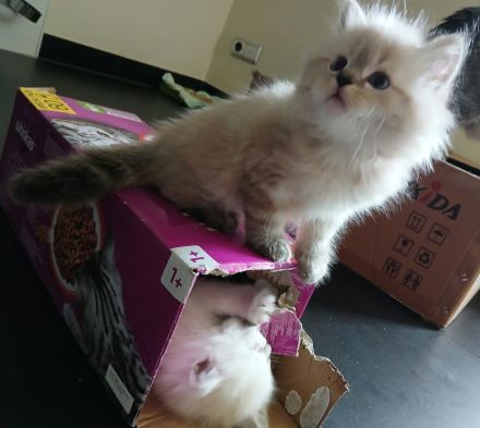 Kitten - Babykatzen Birma