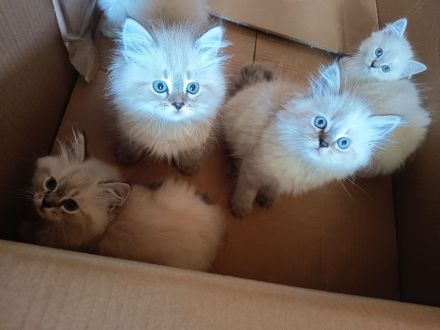 Kitten - Babykatzen Birma