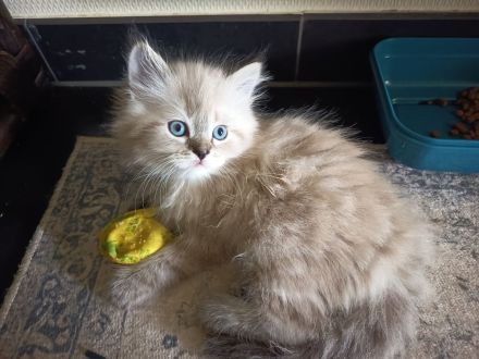 Kitten - Babykatzen Birma
