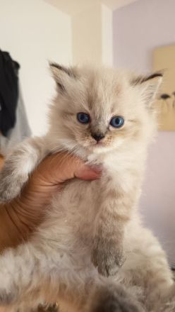 Kitten - Babykatzen Birma