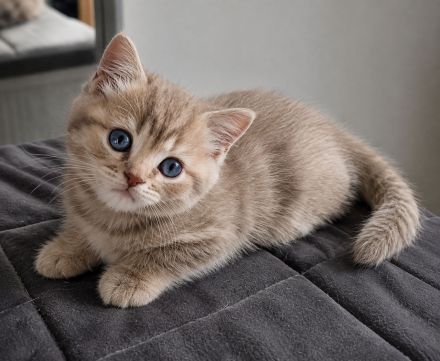 BKH-Jungs in blue golden tabby spotted & lilac silver tabby point vom Züchter