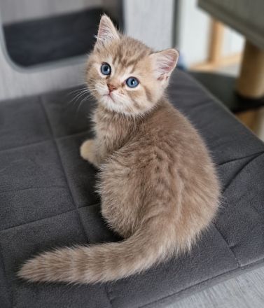 BKH-Jungs in blue golden tabby spotted & lilac silver tabby point vom Züchter