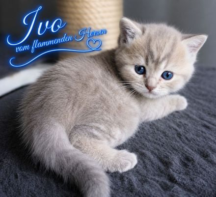 3 zauberhafter BKH-Jungs in blue golden tabby & lilac silver tabby point vom Züchter