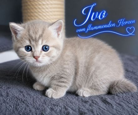 3 zauberhafter BKH-Jungs in blue golden tabby & lilac silver tabby point vom Züchter