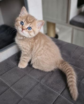 BKH-Jungs in blue golden tabby spotted & lilac silver tabby point vom Züchter