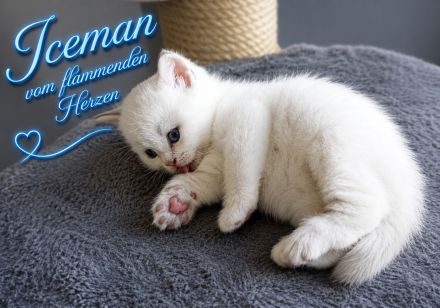 2 zauberhafter BKH-Jungs in blue golden tabby spotted & lilac silver tabby point vom Züchter