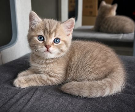 BKH-Jungs in blue golden tabby spotted & lilac silver tabby point vom Züchter