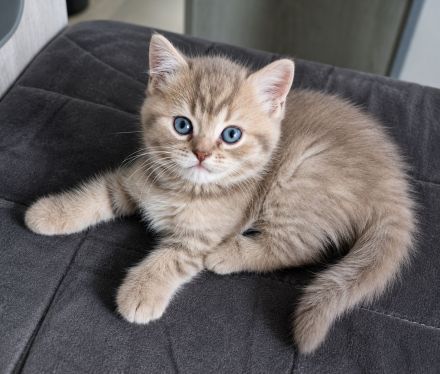 BKH-Jungs in blue golden tabby spotted & lilac silver tabby point vom Züchter