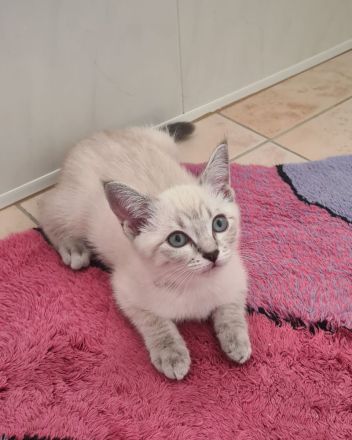BKH Kitten