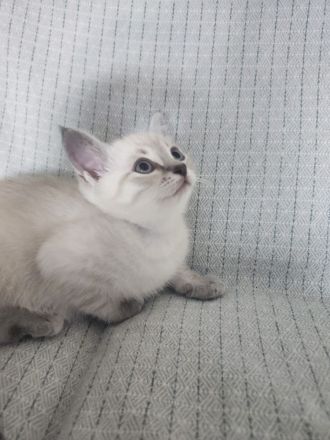 BKH Kitten