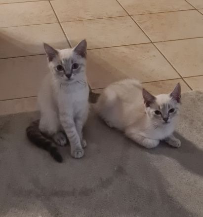 BKH Kitten