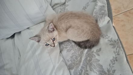 BKH Kitten