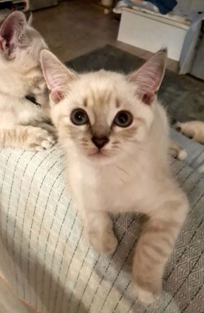 BKH Kitten