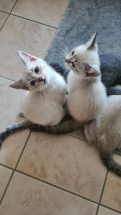 BKH Kitten