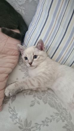 BKH Kitten