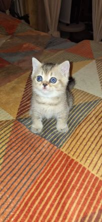 BKH Kitten mit Stammbaum Black golden shaded ticked Chocolate mackerel tabby Blue golden shaded