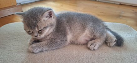Babys Bkh mit Stammbaum Black golden shaded ticked Chocolate mackerel tabby Blue golden shaded